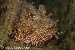 26JRCBIO03653