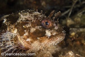 26JRCBIO03732