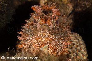 26JRCBIO03799