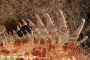 26JRCBIO03832