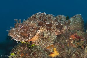 26JRCBIO03857