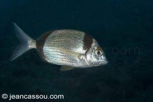 26JRCBIO03716