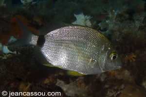 26JRCBIO03721