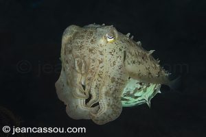 25JRCBIO03577