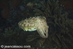 25JRCBIO03578
