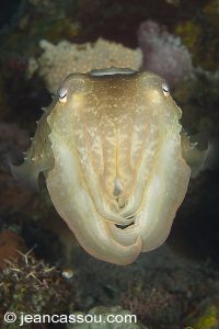 25JRDCBIO03580