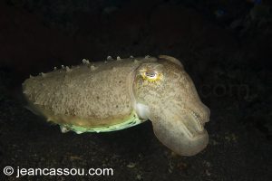 25JRCBIO03581