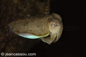 26JRCBIO03813
