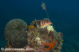 26JRCBIO03817