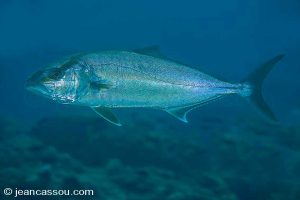 25JRCBIO02515