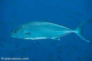 25JRCBIO02522
