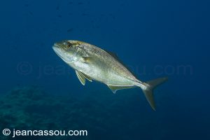26JRCBIO03791