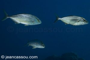 26JRCBIO03792