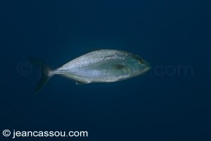 26JRCBIO03819