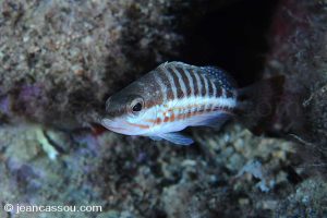 25JRCBIO02217
