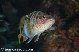 26JRCBIO03007