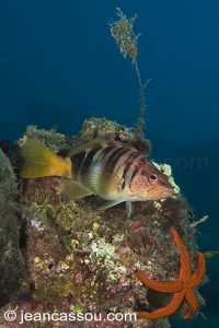 26JRCBIO03818