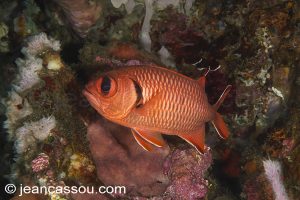 25JRCBIO03485