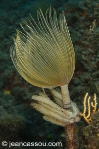 26JRCBIO03594