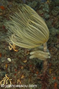 26JRCBIO03595