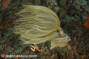 26JRCBIO03596