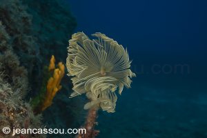 26JRCBIO03597