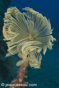 26JRCBIO03598