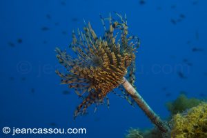 26JRCBIO03616