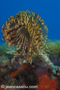 26JRCBIO03618