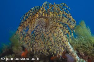 26JRCBIO03619