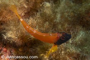 26JRCBIO03647